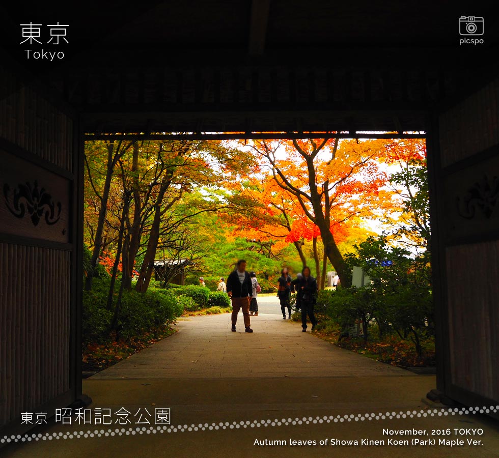 昭和記念公園：日本庭園の紅葉