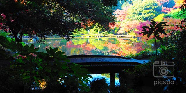 Japan Tokto : Autumn leaves of Kyu-Furukawa Gardens (旧古河庭園)