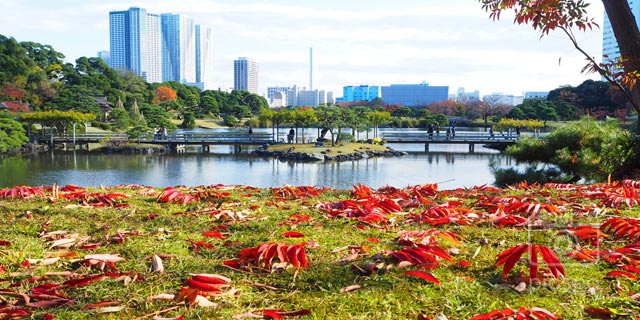 Japan Tokyo : Autumn leaves of Hama Rikyu Onshi Garden (浜離宮恩賜庭園)