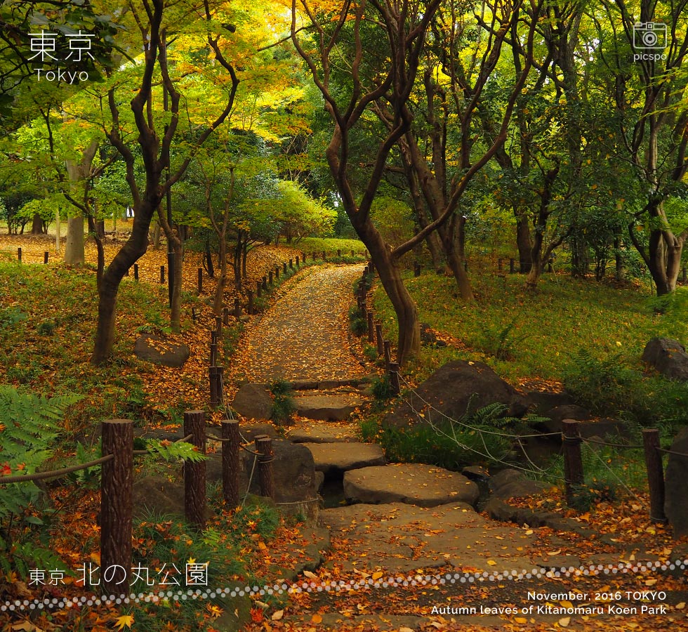 Autumn Leaves of Kitanomaru Park (Mid November)
