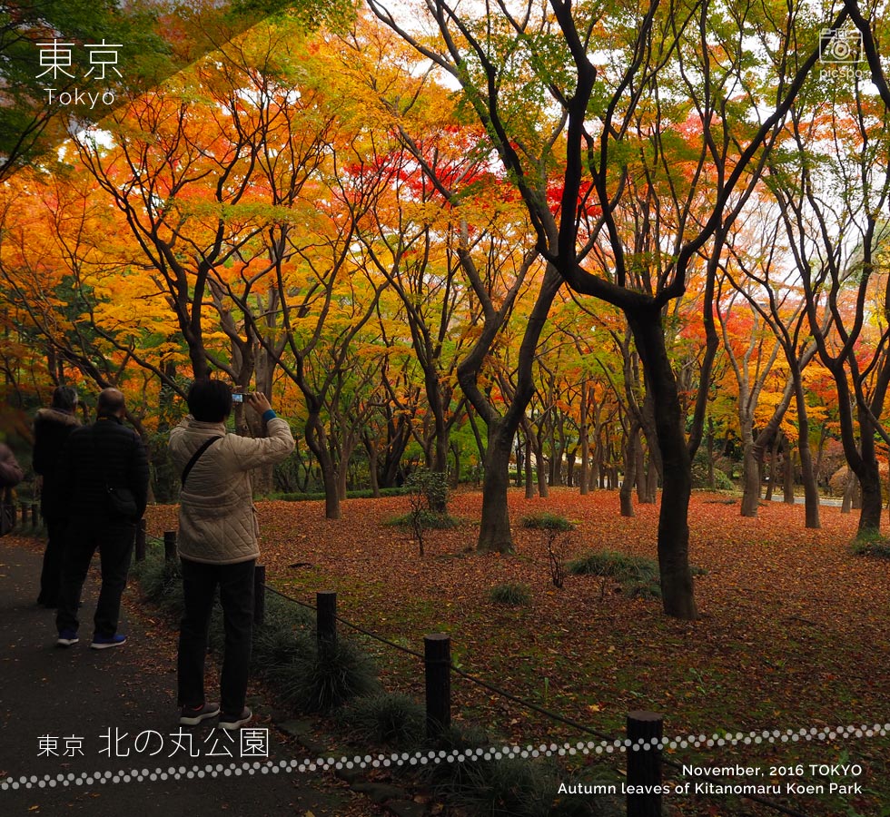 Autumn Leaves of Kitanomaru Park (Mid November)