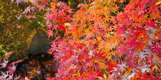 Autumn Leaves of Kitanomaru Park (北の丸公園)