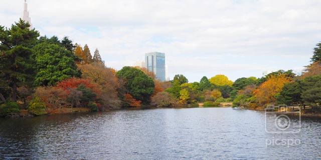 Japan Tokyo : Autumn leaves of Shinjuku Gyoen Garden (新宿御苑)