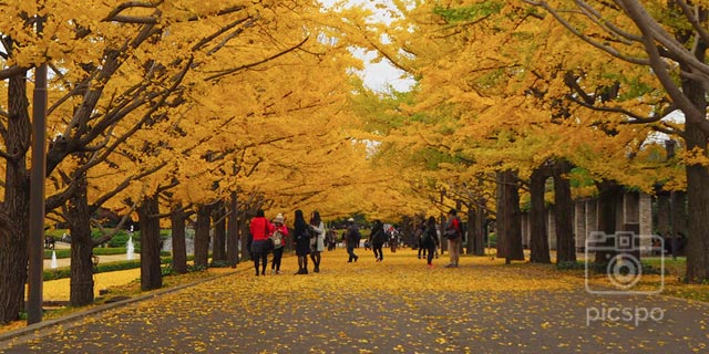 Autumn leaves of Showa Memorial Park! Ginkgo Ver.