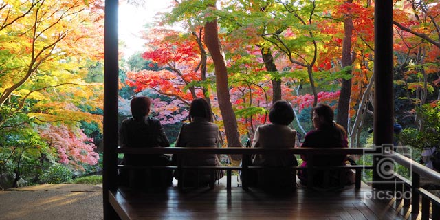 Japan Tokyo : Autumn leaves of the Tonogayato Garden