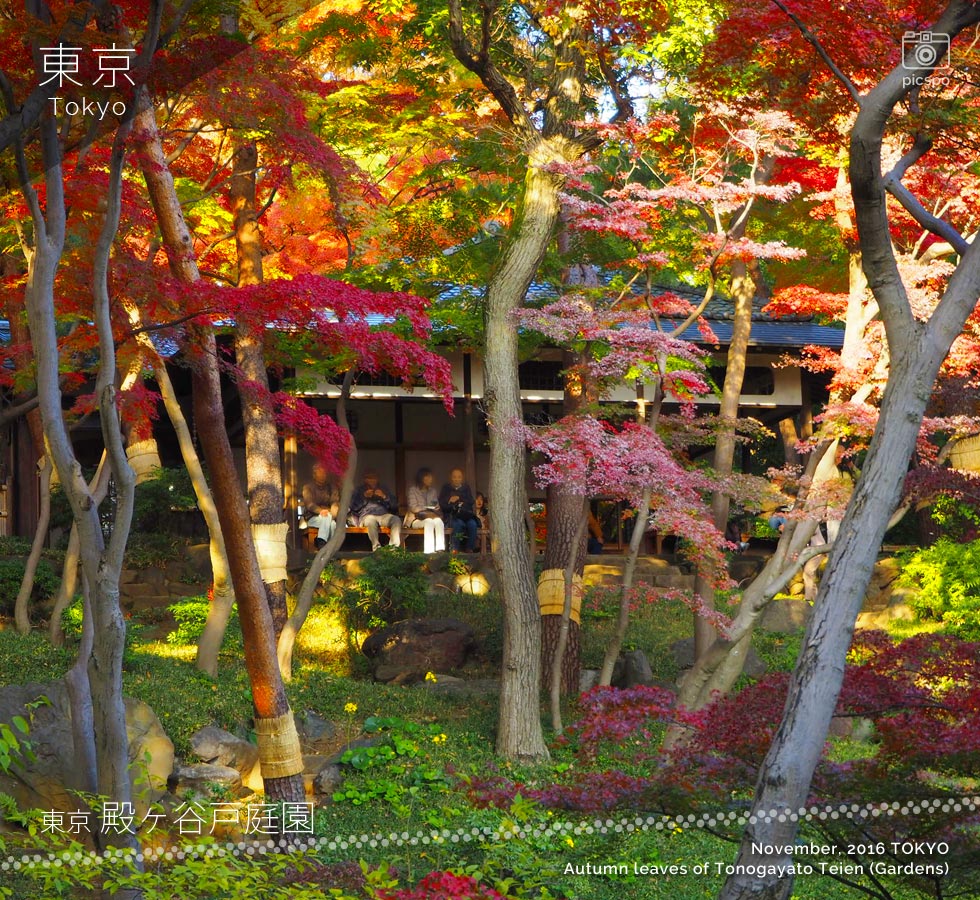 東京でもこんなに美しい紅葉が見れる!? 殿ヶ谷戸庭園