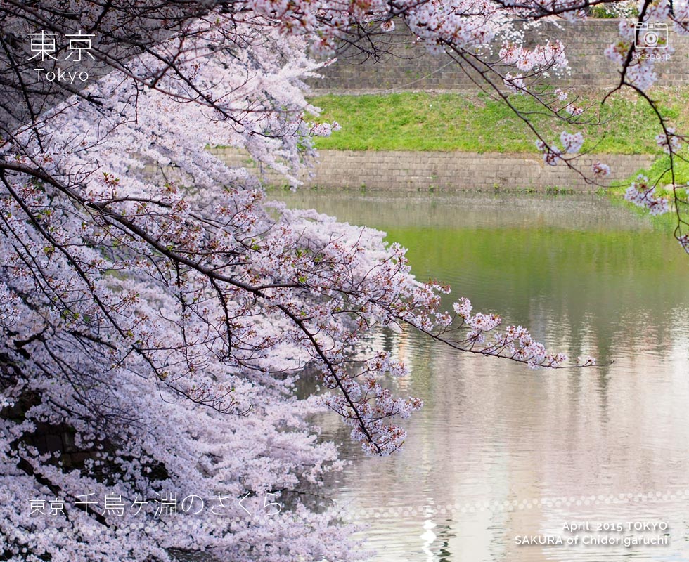 北の丸公園の田安門橋周辺の桜