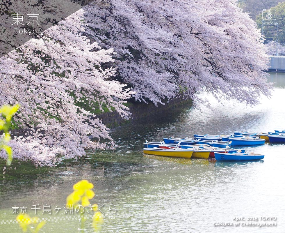 千鳥ケ淵ボート場周辺の桜