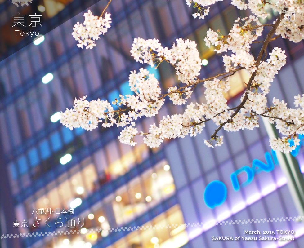 日本橋･八重洲「さくら通り」の桜