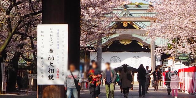 Japan Tokyo [CHIYODA-KU] Cherry blossoms at the Yasukuni JInja Shrine (靖国神社)