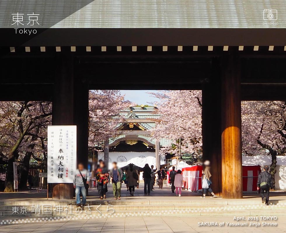 Sakura of Yasukuni Jinja Shrine