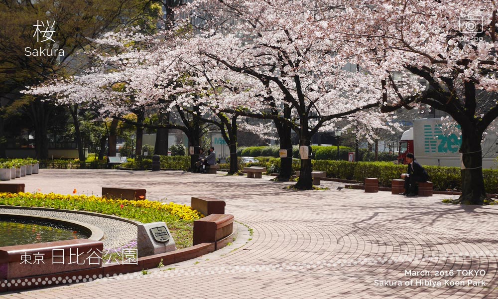 日比谷公園：かもめの広場の桜
