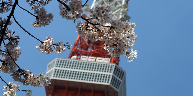 Japan Tokyo [MINATO-KU] Tokyo Tower and cherry blossoms