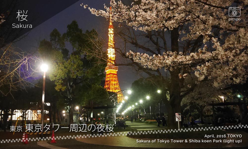 Shiba Park (芝公園) at night (Sakura and Tokyo Tower)