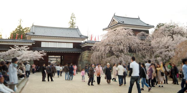 Japan [NAGANO] Cherry blossoms at Ueda Joshi Park (上田城跡公園)