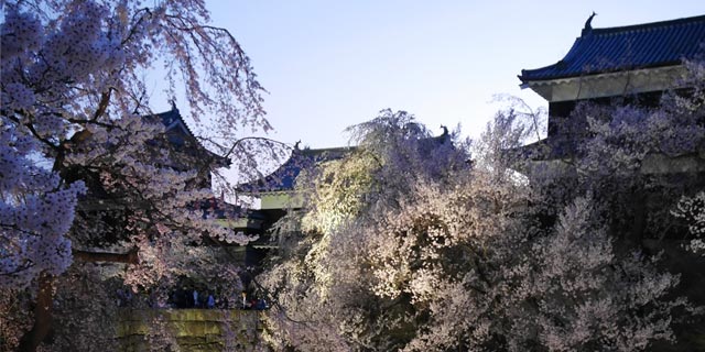 Japan [NAGANO] Cherry blossoms at Ueda Joshi Park (上田城跡公園)
