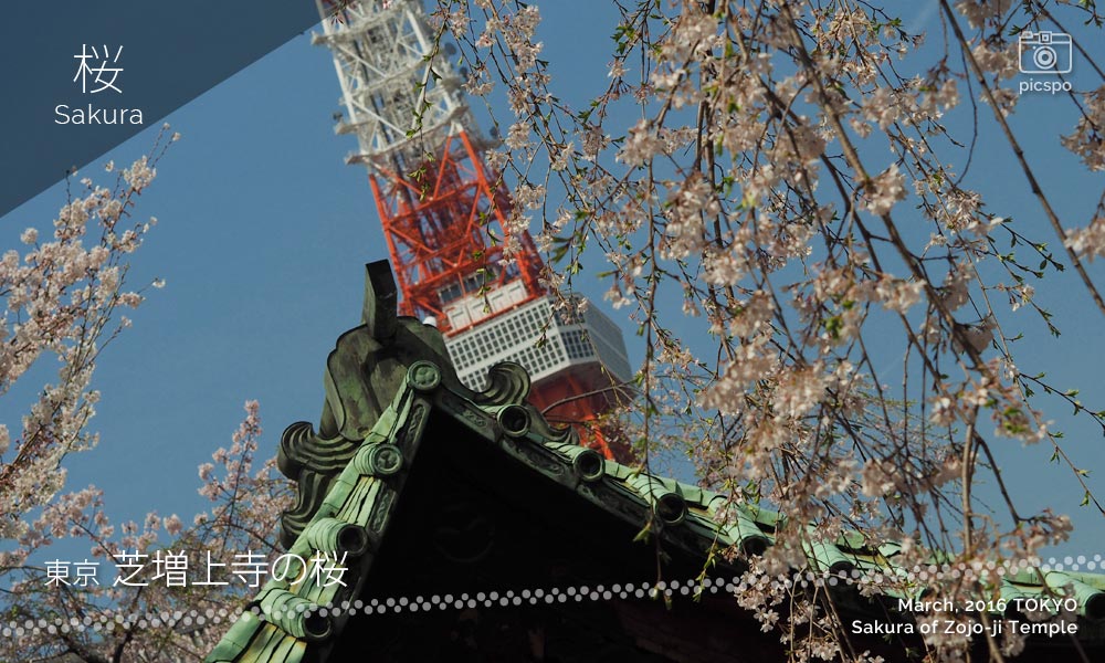 芝の増上寺と東京タワーと桜