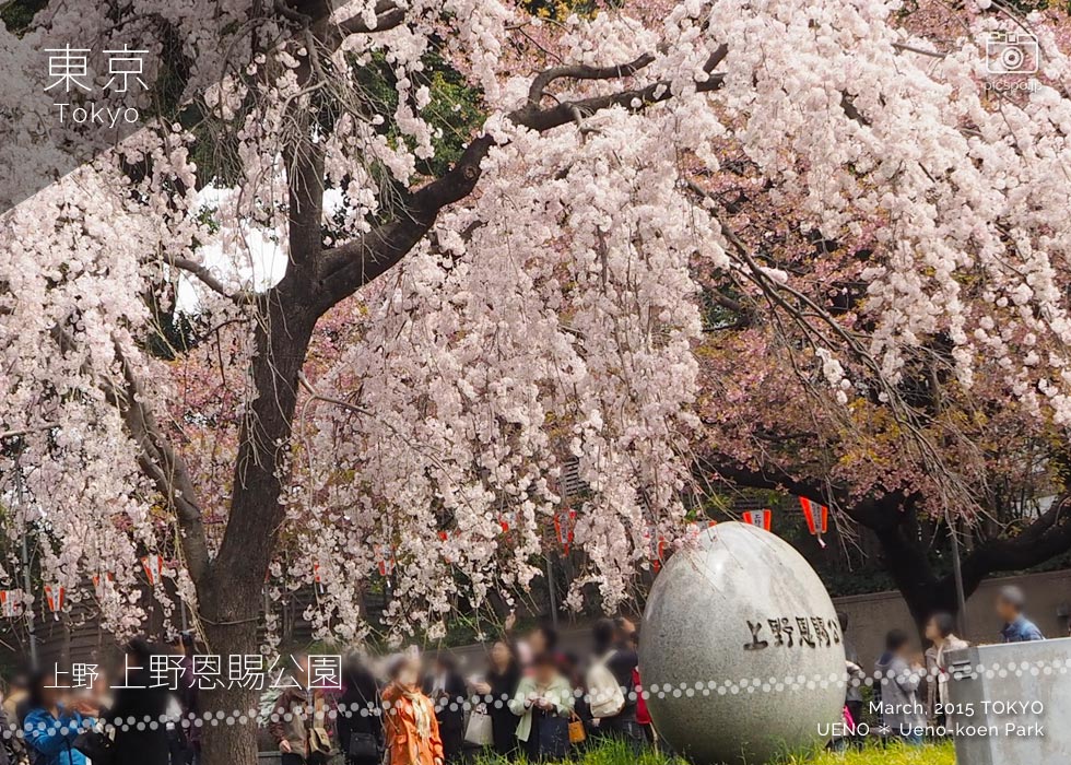 Cherry blossoms at Ueno Park