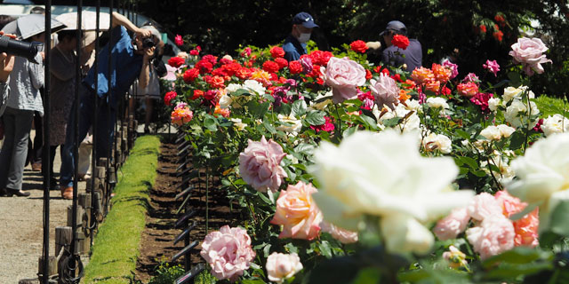 Japan Tokyo [KITA-KU] Kyu-Furukawa Gardens (旧古川庭園) rose festival