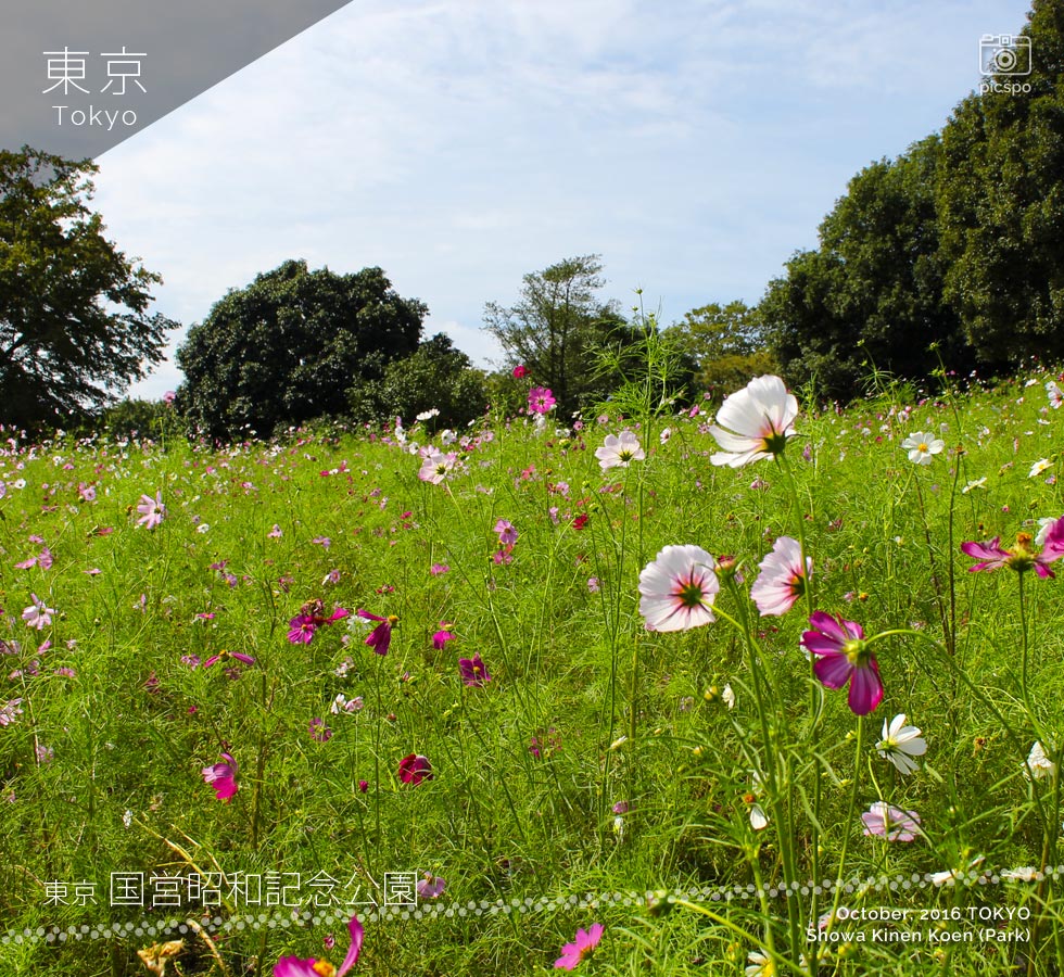 Showa Kinen Park (昭和記念公園) 花の丘