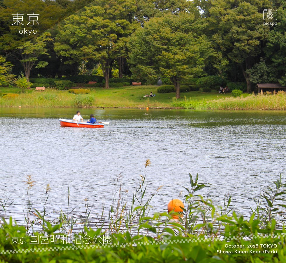 昭和記念公園の水鳥の池