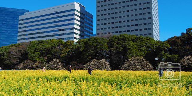 Japan Tokyo [CHUO-KU] Flower field of Hama Rikyu Onshi Garden (浜離宮恩賜庭園)