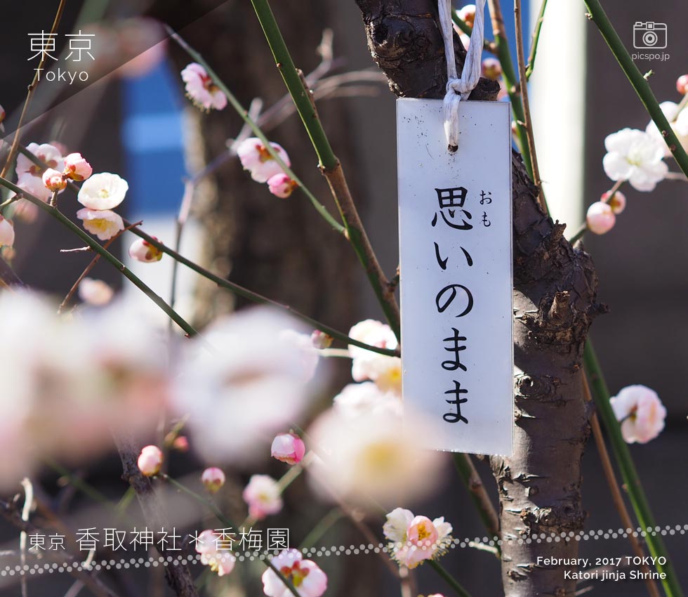 香取神社の梅