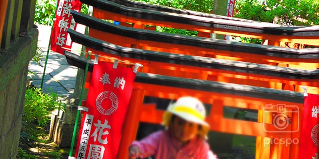 Japan Tokyo [UENO] Hanazono Inari Jinja Shrine (花園稲荷神社)