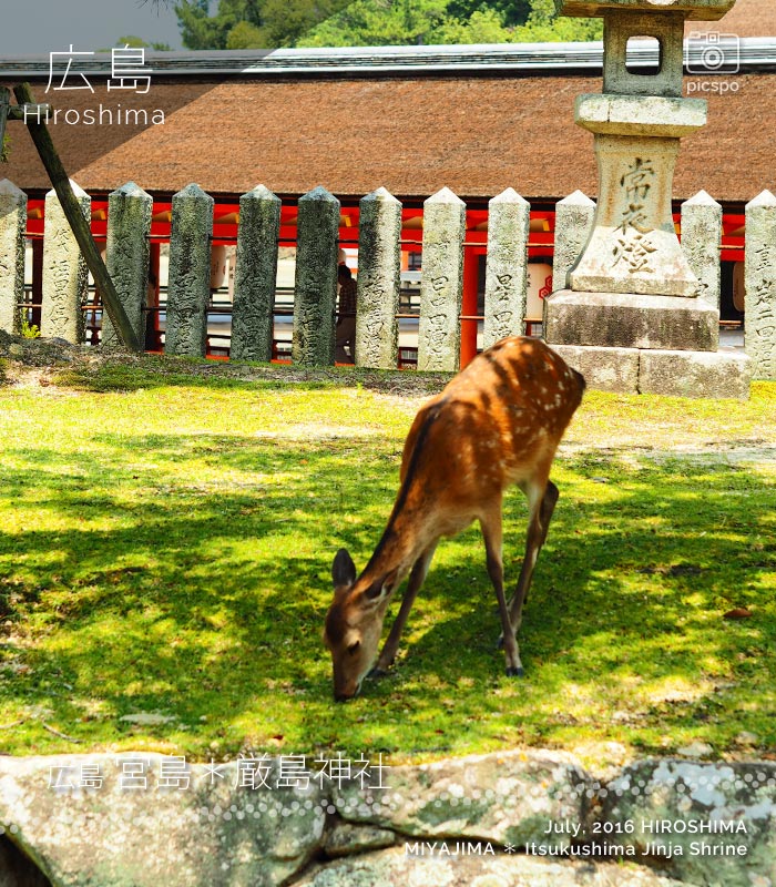 Hiroshima : Miyajima (宮島) deer