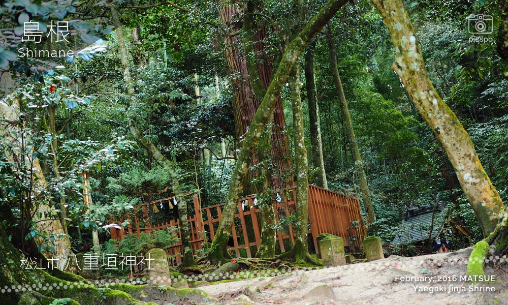 八重垣神社の佐久佐女の森