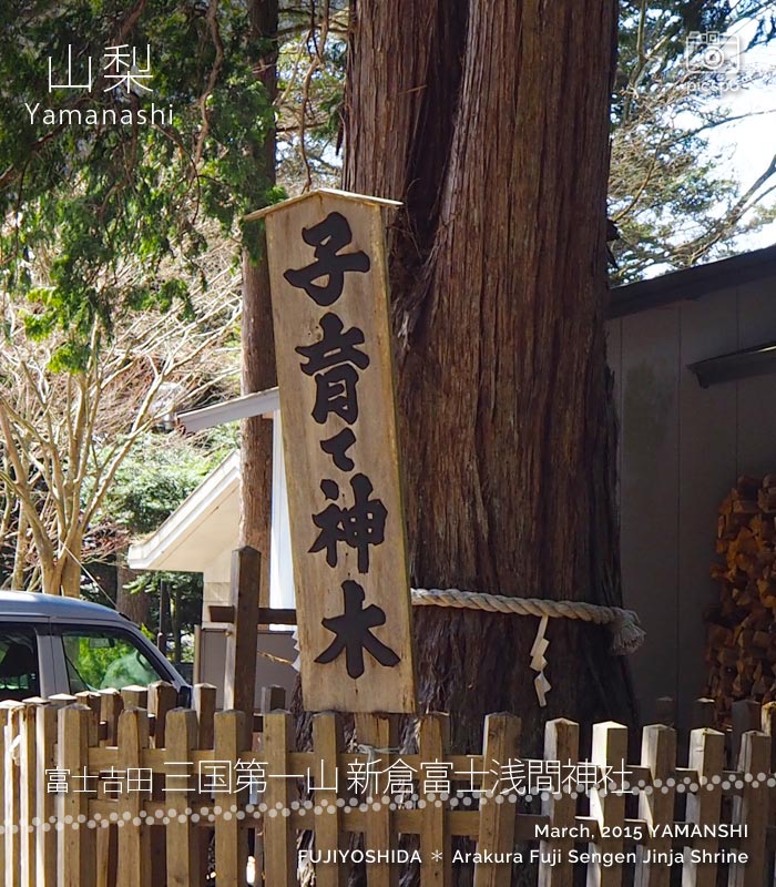 三国第一山 新倉富士浅間神社の子育て神木
