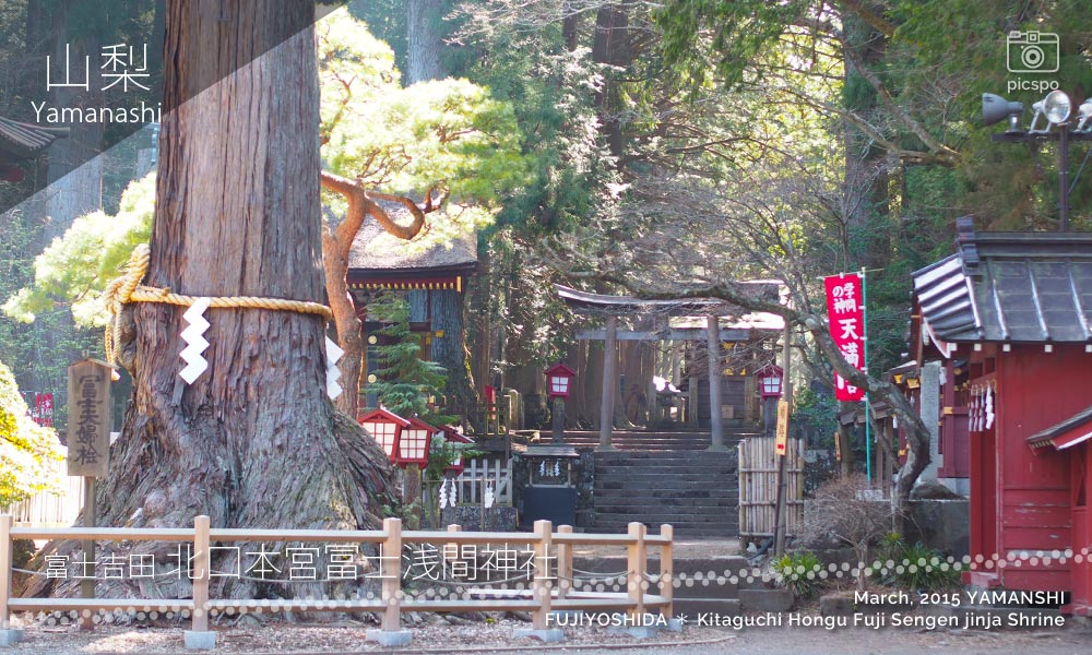 Kitaguchi Hongu Fuji Sengen jinja (北口本宮冨士浅間神社) Sacred tree