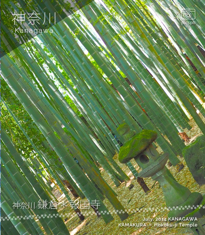 鎌倉 報国寺の竹の庭