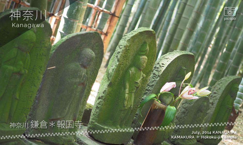 가마쿠라 호코쿠지 (報国寺) : 대나무 정원 (竹の庭) 