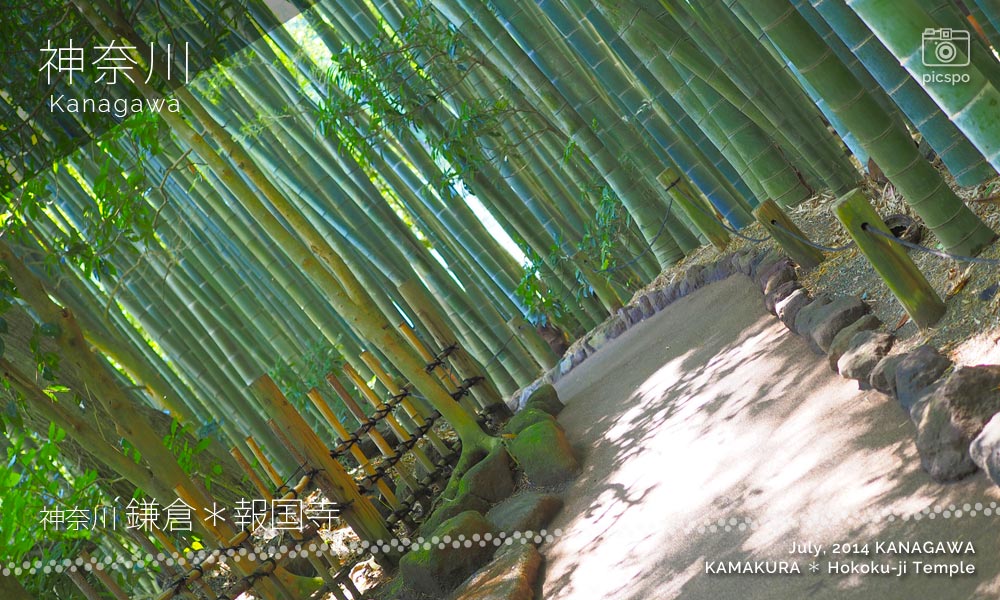 鎌倉 報国寺の竹の庭