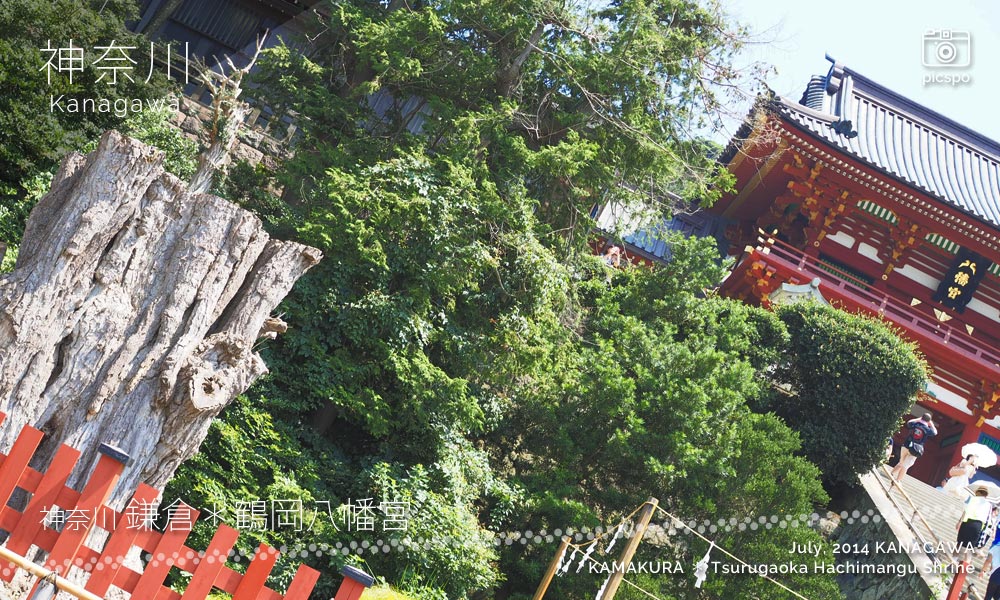 鎌倉･鶴岡八幡宮の大銀杏