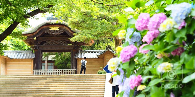 Hydrangea of 'Engakuji Temple' in Kamakura