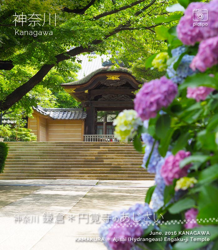 카마쿠라 : 엔카쿠지 (円覚寺) 