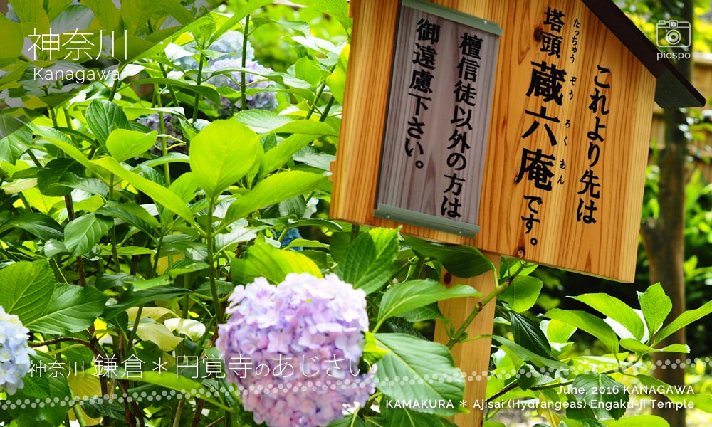 카마쿠라 : 엔카쿠지 (円覚寺) 