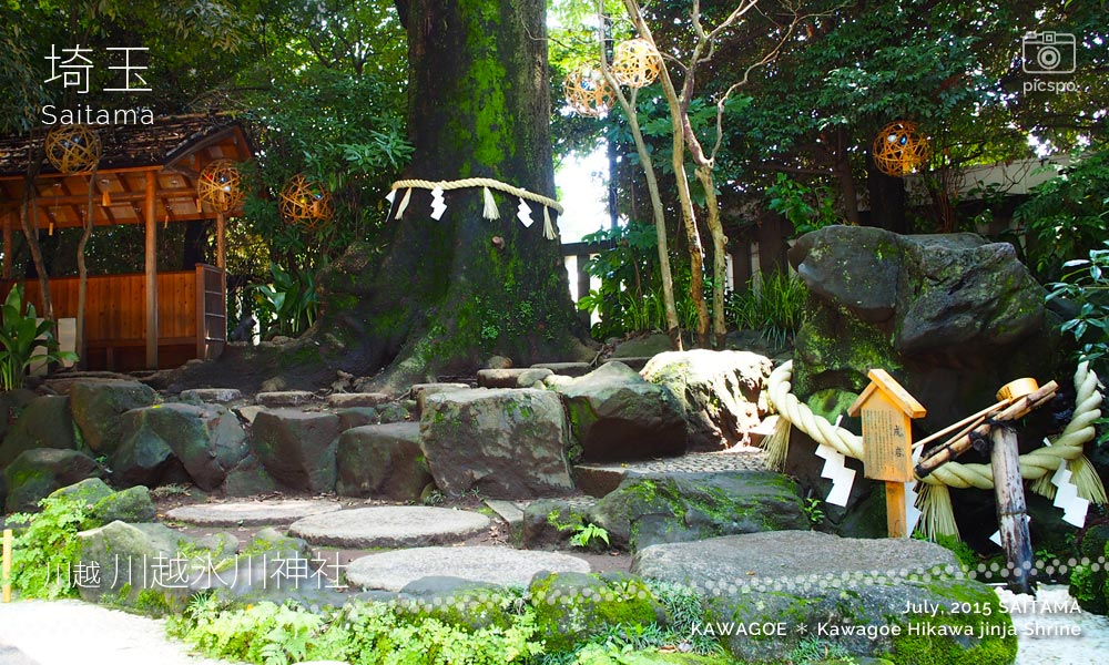 川越氷川神社の神木