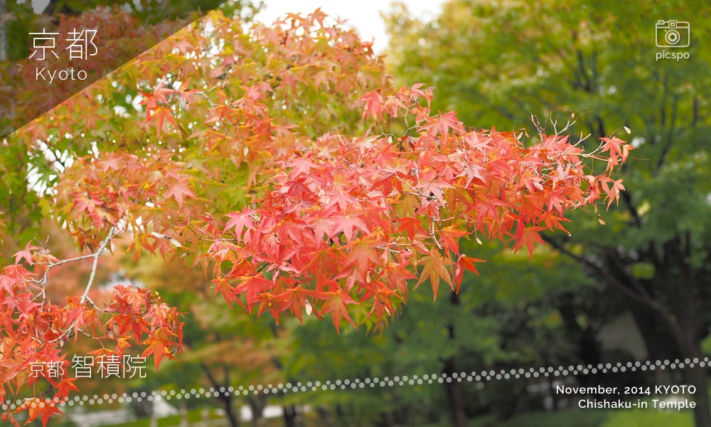 京都：智積院の紅葉