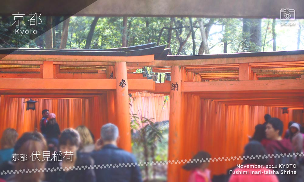京都：伏見稲荷大社の鳥居