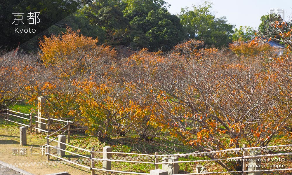 京都：仁和寺の御室桜