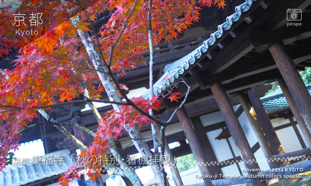 京都：東福寺の三葉楓 秋の特別･看楓拝観