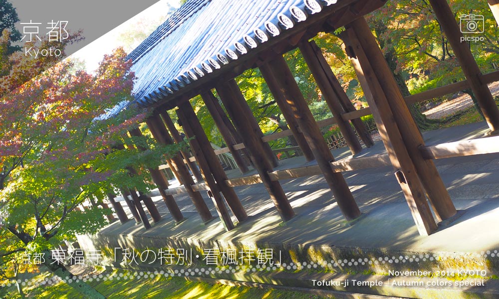 京都：東福寺の通天橋 秋の特別･看楓拝観
