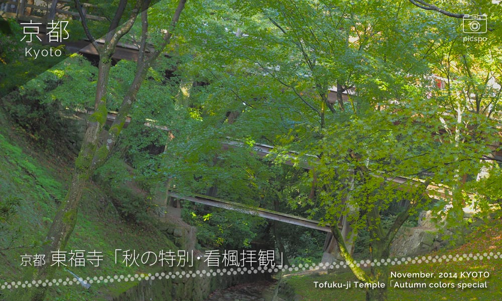 京都：東福寺の臥雲橋 秋の特別･看楓拝観