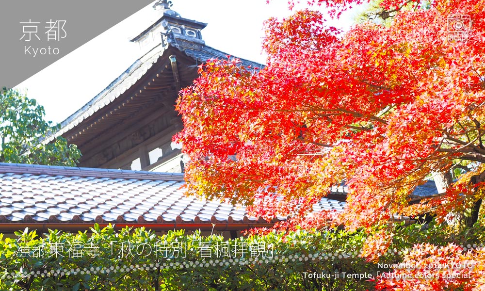 京都：東福寺 秋の特別･看楓拝観