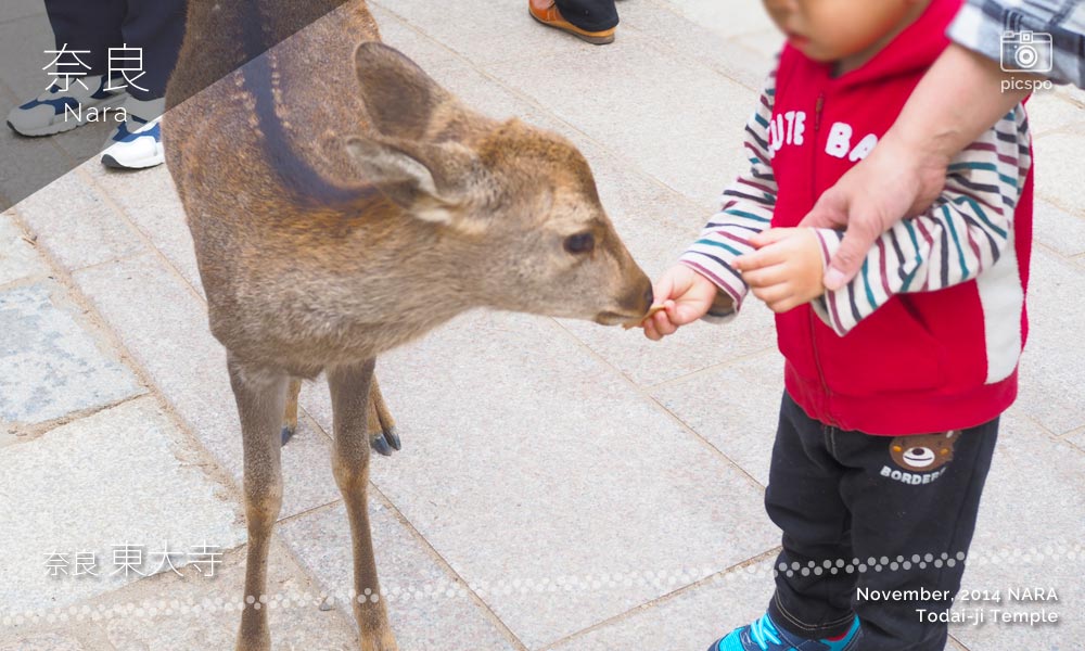 奈良 東大寺の鹿