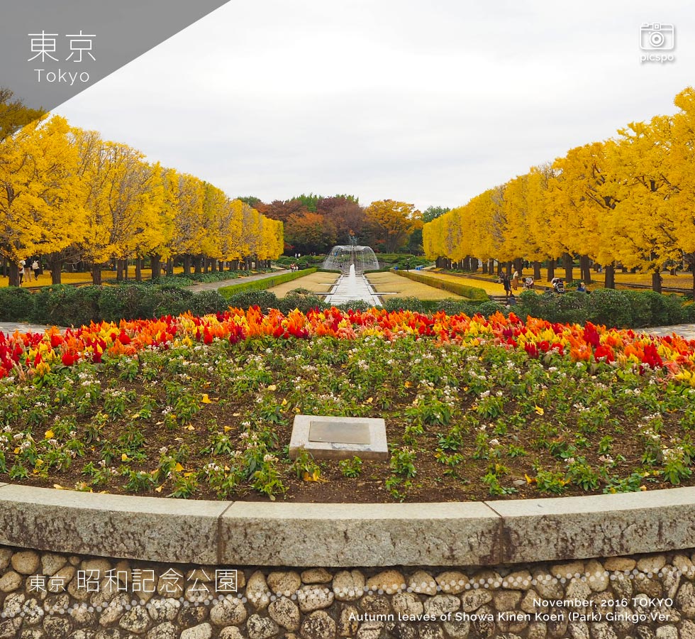 広大な公園で銀杏のジュータン体験！昭和記念公園