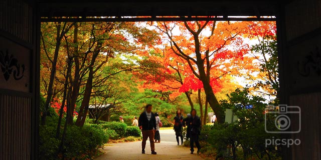 昭和記念公園の紅葉